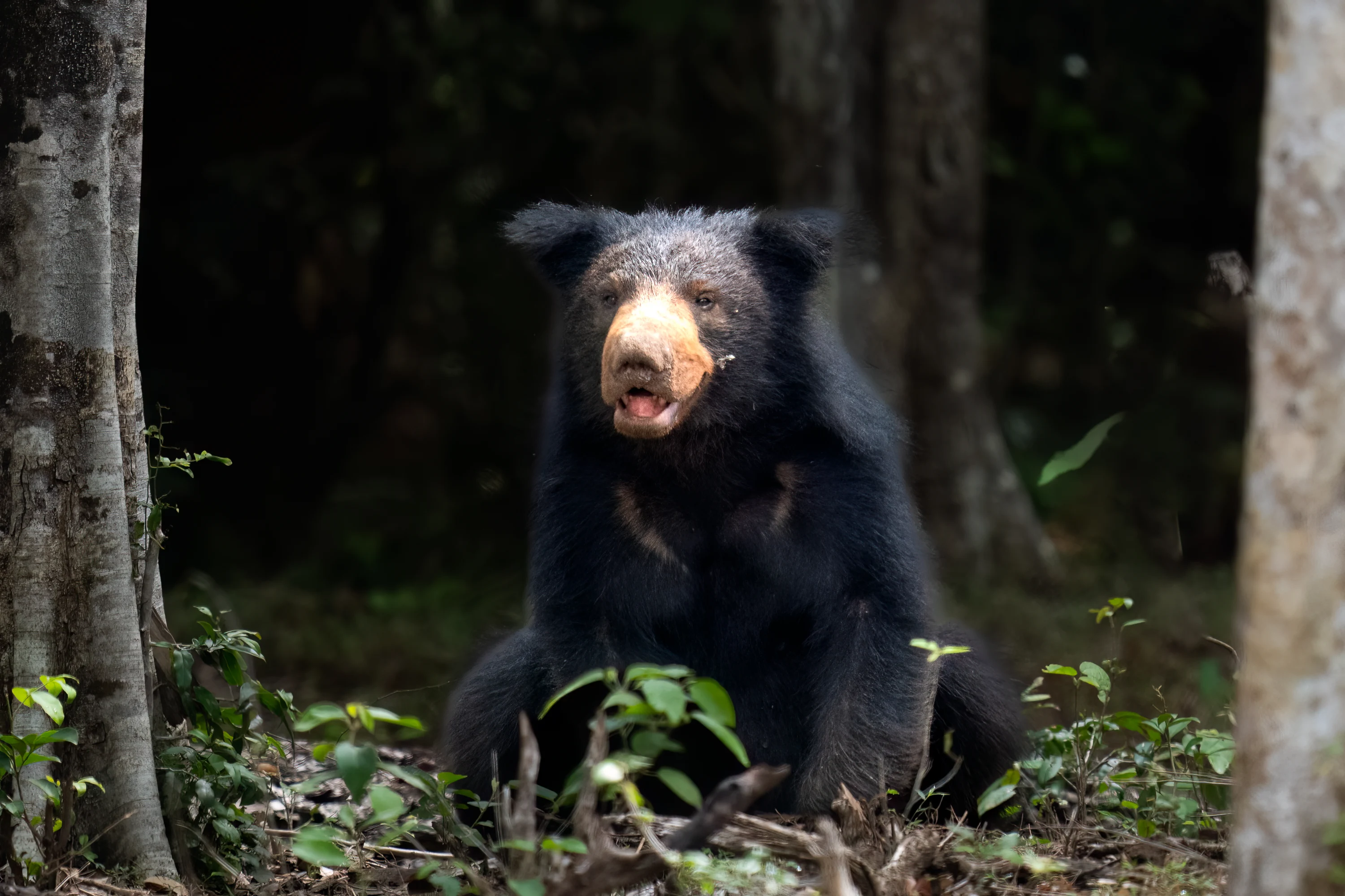 Sri Lanka Leopard Intensive gallery image 7